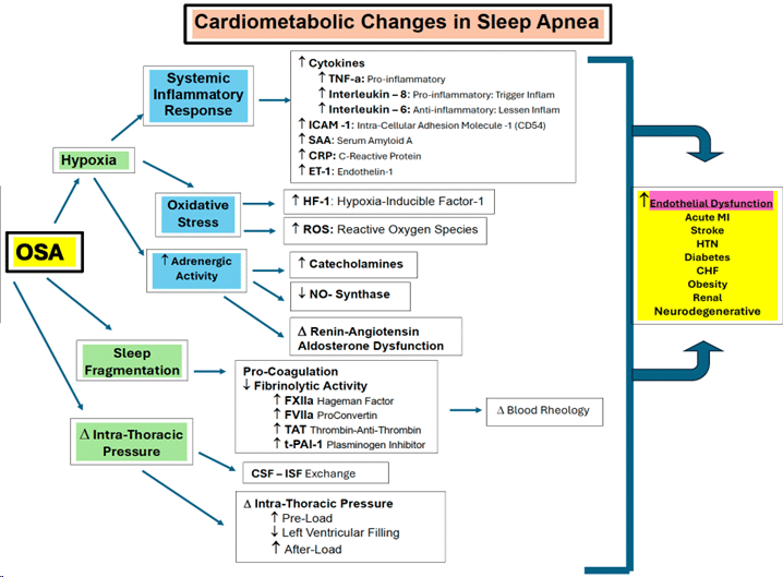 Flow Chart showing Cardiometabolic Changes in Sleep Apnea